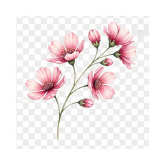 A delicate watercolor illustration of a branch with several blooming pink cosmos flowers and buds against a transparent background.
