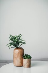 A small plant placed in a decorative pot on a table, clean minimalist background, natural lighting, soft shadows, simple interior aesthetic, fresh and modern composition.
