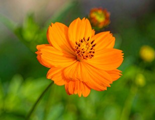 A vibrant, close-up shot of a single, bright orange flower in full bloom, with a fuzzy central structure and blurred green background