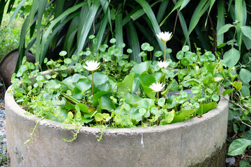 Planting white lotus flowers in a water basin.