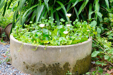 Planting white lotus flowers in a water basin.