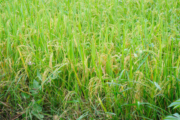 Rice plants in the paddy field.