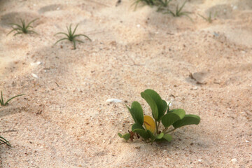 Beach sand texture background with small trees.