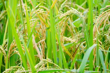 Rice plants in the paddy field.