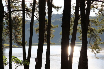 A natural morning atmosphere in a sparse forest with many pine trees.