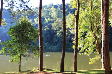 A natural morning atmosphere in a sparse forest with many pine trees.