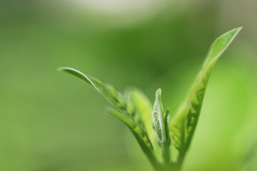 Bright green leaf tips growing. Macro shot.