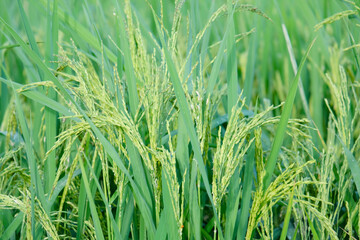 Rice ears in the paddy field.