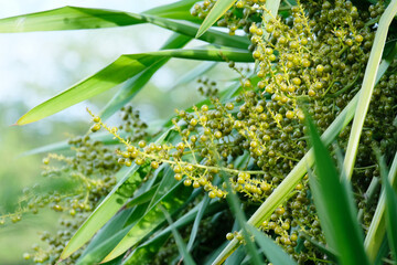 The variegated dracaena tree is blooming and bearing fruit.