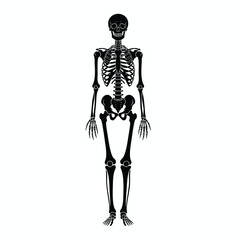 Detailed Illustration of a Human Skeleton in a Standing Pose for Educational and Medical Use