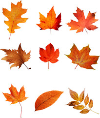 Autumn leaves set of autumn leaves in the wind on white background Full-size photo of maple autumn High resolution. Collection of autumn leaves isolated on transparent or white background, png