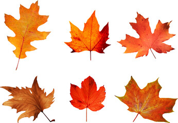 Autumn leaves set of autumn leaves in the wind on white background Full-size photo of maple autumn High resolution. Collection of autumn leaves isolated on transparent or white background, png