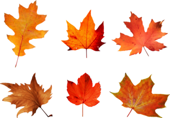 Autumn leaves set of autumn leaves in the wind on white background Full-size photo of maple autumn High resolution. Collection of autumn leaves isolated on transparent or white background, png