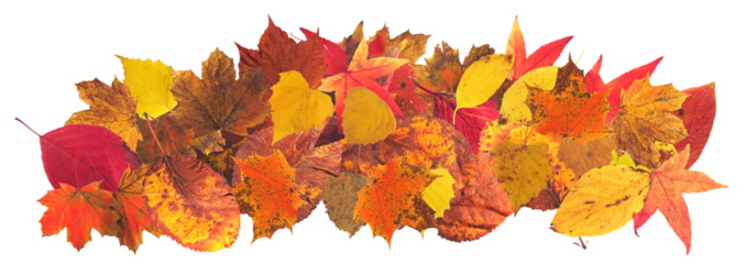 Autumn leaves set of autumn leaves in the wind on white background Full-size photo of maple autumn High resolution. Collection of autumn leaves isolated on transparent or white background, png