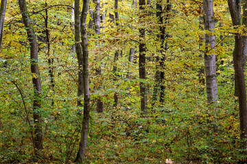 A dense forest landscape showcasing the transition from summer to autumn with an abundance of green and yellow leaves. Vertical tree trunks frame the scene, creating a multilayered texture of the wood