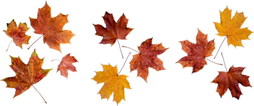 Autumn leaves set of autumn leaves in the wind on white background Full-size photo of maple autumn High resolution. Collection of autumn leaves isolated on transparent or white background, png