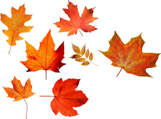 Autumn leaves set of autumn leaves in the wind on white background Full-size photo of maple autumn High resolution. Collection of autumn leaves isolated on transparent or white background, png