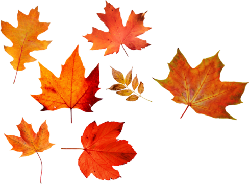 Autumn leaves set of autumn leaves in the wind on white background Full-size photo of maple autumn High resolution. Collection of autumn leaves isolated on transparent or white background, png