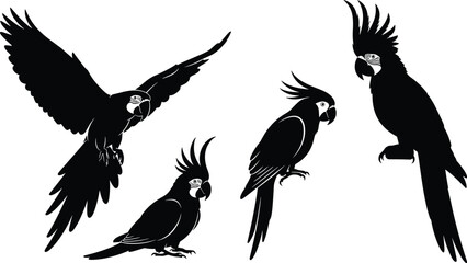 Cockatoo bird silhouettes, exotic parrot illustration, tropical wildlife artwork, perched and flying cockatoos, crest feathers design, cad drawing flat vector illustration © VectoBloom