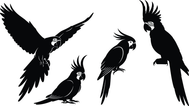 Cockatoo bird silhouettes, exotic parrot illustration, tropical wildlife artwork, perched and flying cockatoos, crest feathers design, cad drawing flat vector illustration