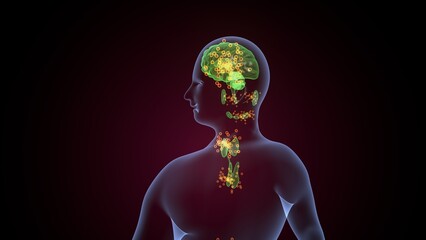 Human glands anatomy. 3d illustrations