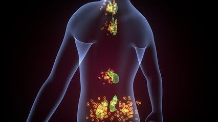Human glands anatomy. 3d illustrations