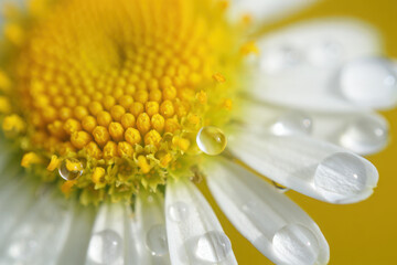 Close up of a daisy flower with dew drops on its petals