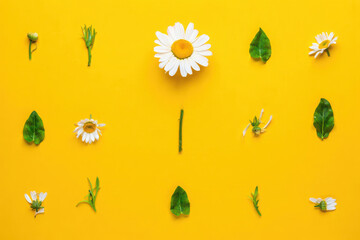 Flat lay of daisy flowers and green leaves on a bright yellow background
