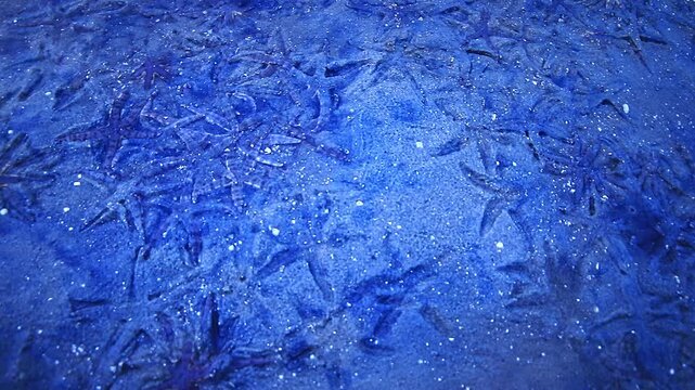Millions of starfish blanket the muddy shore of Phuket Island during low tide, creating a mesmerizing scene that stretches as far as the eye can see. The wet surface shimmers under the reflection of