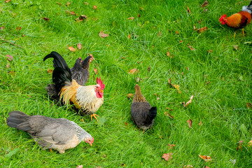 Bantam chickens, probably a breed called Chabo or Serama, on a lush green meadow. These chicken breeds are known for their small size.