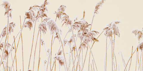 Snow-Covered Pampas grass outdoor in beige white pastel color. Winter season beauty as minimal nature banner. Reeds patterns boho style, natural botanical design, delicate icy texture on frozen plants