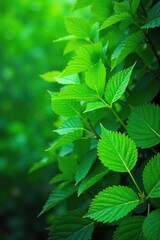 Vibrant Green Leaves Lush Nature Backdrop for Spring and Summer Designs