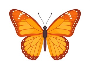 Obraz premium A vibrant orange butterfly, its wings outstretched, showcases intricate patterns and symmetrical design, depicted on a clean white background