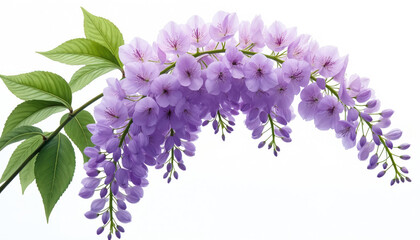 Delicate purple wisteria vine flowers cascade with green leaves against a white backdrop. This floral branch offers beauty for spring themes, garden designs, and natural art.