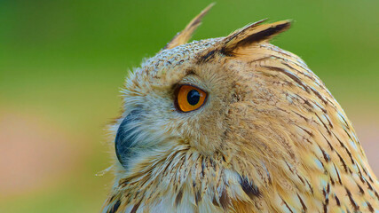 Close-up view of an owl looking into the forest