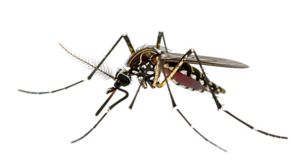 Macro shot of a mosquito, black and white stripes, long legs, translucent wings