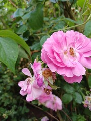 Obraz premium pink rose bush