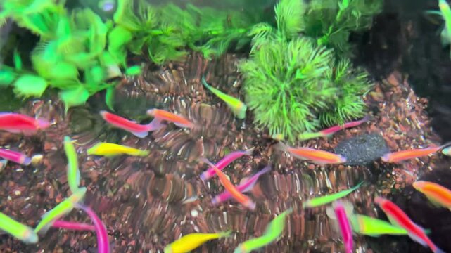 danio ornamental fish or colorful ornamental fish in the aquarium. Suitable for relieving stress, for young children who are new to ornamental fish.