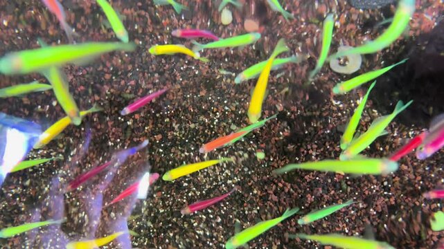 danio ornamental fish or colorful ornamental fish in the aquarium. Suitable for relieving stress, for young children who are new to ornamental fish.
