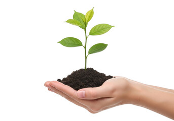 Hand holding sprout plant seedling in soil - growth, hope, new life, agriculture, gardening, nature, environment, sustainability, eco, isolated on transparent background