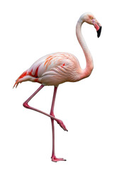 Fototapeta premium High resolution pink flamingo standing on one leg stock photo, bird photography, wildlife animal image, exotic bird, tropical, nature, isolated on transparent background