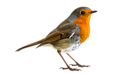Side profile of a European Robin with vibrant orange chest, brown wings, standing