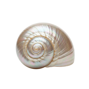 Iridescent seashell nautilus shell pearlized texture marine life ocean beach sea shell detail isolated on transparent background