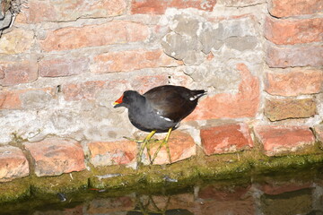 Moorhen