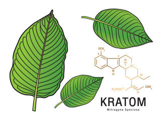 Fresh green Kratom leaf (Mitragyna speciosa) Chemical structure of Speciogynine. Plant herbal alternative, narcotics, painkiller. Medical concept. Realistic 2D vector. Isolated on white background