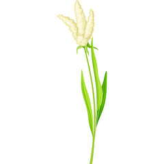 Elegant Tall White Flower With Green Stalk and Leaves Detailed Botanical Illustration Isolated on Transparent Background Vector Graphic
