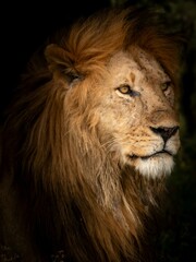 Fototapeta premium A majestic male lion staring proudly into the distance with a golden mane. The portrait radiates strength, power, and natural beauty. 