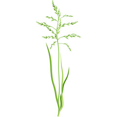 Green Grass Stem With Delicate Seed Head and Blades Detailed Vector Illustration Isolated On White Background Botanical Element