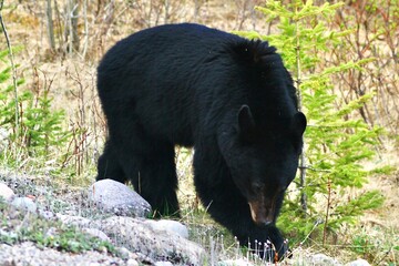 Black bear searching for food in Jasper National Park, Canada