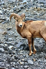 Obraz premium Bighorn sheep in Jasper National Park Canada